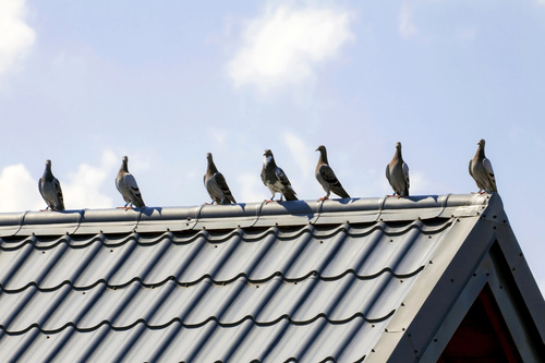 kolce zabepieczajace dach przed ptakami
